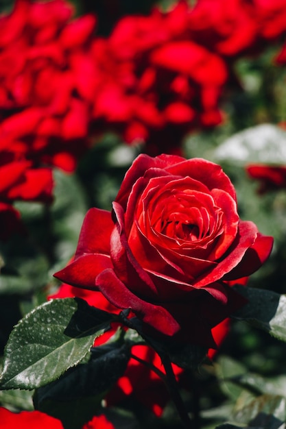Zdjęcie kwitnące piękne kolorowe róże w tle ogrodu