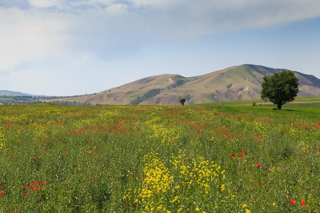 Zdjęcie kwitnące pola na tle gór piękny górski krajobraz kwitnące letnie zioła wiosna krajobraz kirgistanu