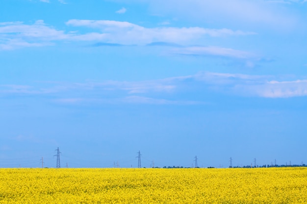 Kwitnące pole, daleko widać linię energetyczną