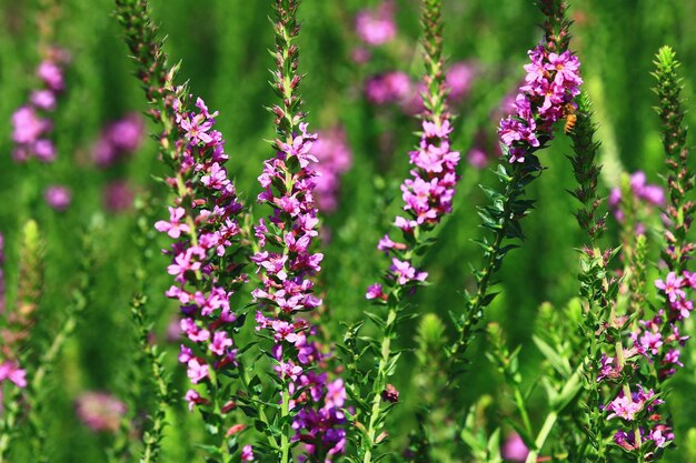 kwitnące pole kwiatów Spiked Loosestrlfe lub Purple Lythrum