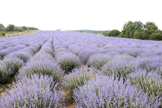 Kwitnące pole lawendy o zachodzie słońca