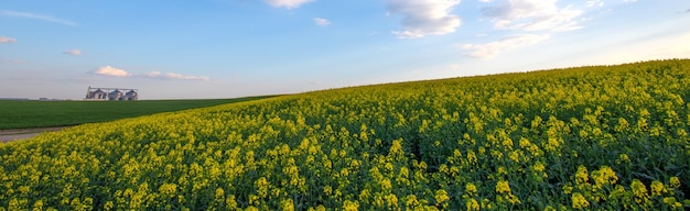 Kwitnące pole rzepaku i inne pola uprawne oraz wieczorne niebo