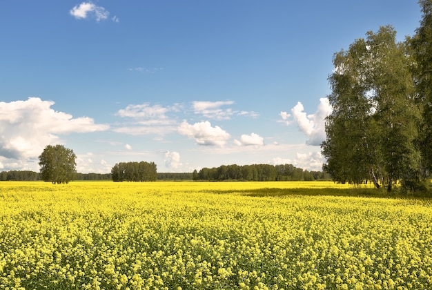 Kwitnące pole rzepaku latem