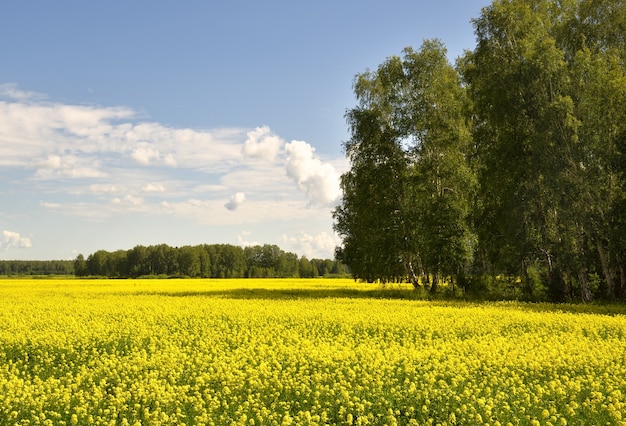 Kwitnące Pole Rzepaku Latem