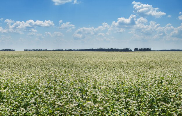 Kwitnące pole z gryki letni dzień