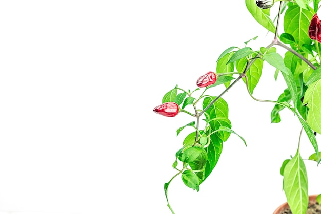 Zdjęcie kwitnące ptasie oko chili z dojrzałymi owocami pieprzu koncepcja rolnictwa miejskiego roślina rośnie na parapecie ciepłe smaki wnioski klimatyczne jedzenie białe tło