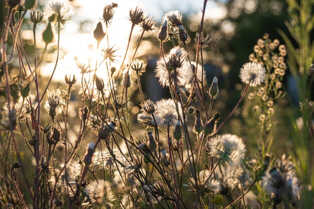 Kwitnące puszyste kwiaty o zachodzie słońca, promienie słoneczne przebijają się przez roślinę. Zdjęcie wysokiej jakości