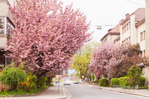 Kwitnące różowe drzewa sakura na ulicach miasta Wiosna