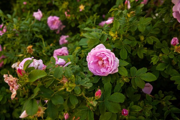 Kwitnące różowe kwiaty dzikiej róży w ogrodzie