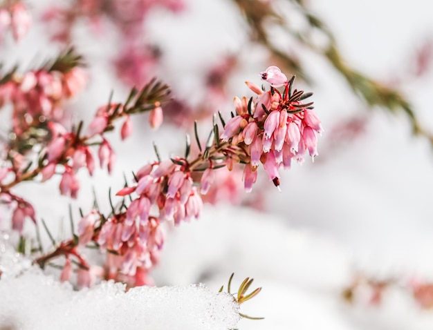 Kwitnące różowe kwiaty Erica carnea w śniegu Koncepcja ogrodnictwa w tle wiosny