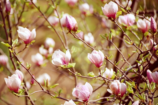 Kwitnące różowe kwiaty magnolii na wiosnę, tło kwiatowe