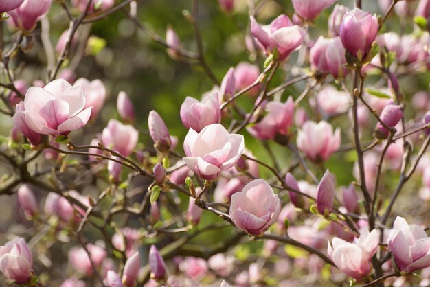 Kwitnące różowe kwiaty magnolii na wiosnę, tło kwiatowe