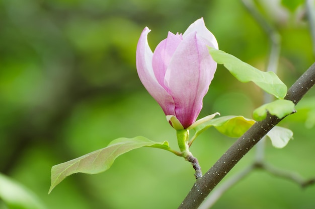 Kwitnące różowe kwiaty magnolii w wiosennym kwiatowym sezonowym tle