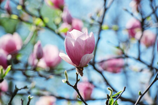 Kwitnące różowe kwiaty magnolii wiosną, kwiatowy naturalny sezonowy tło