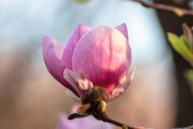 Kwitnące różowe kwiaty magnolii wiosną, kwiatowy naturalny sezonowy tło