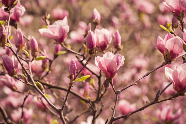 Kwitnące różowe kwiaty magnolii wiosną kwiatowym naturalnym sezonowym tle