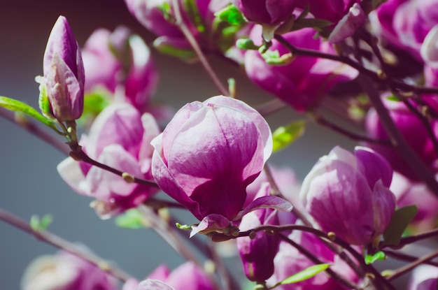 Kwitnące różowe kwiaty magnolii z zielonymi liśćmi na wiosnę, kwiatowy naturalny sezonowy tło