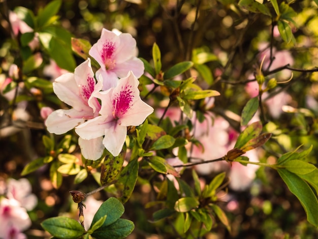 Kwitnące różowe kwiaty rododendronów w parku