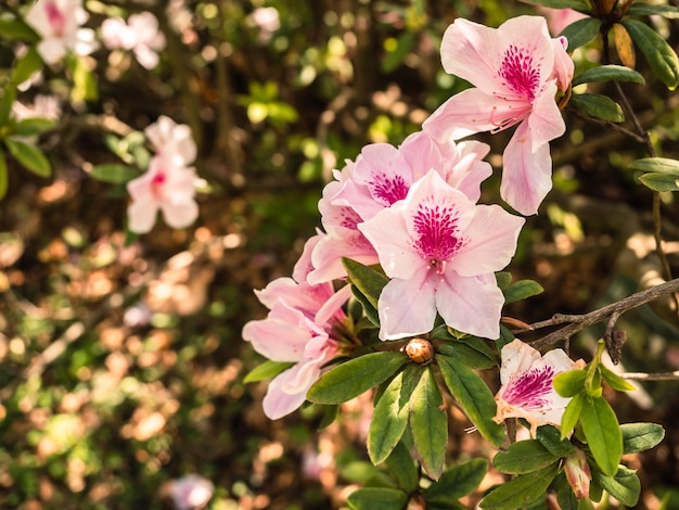 Kwitnące różowe kwiaty rododendronów w parku