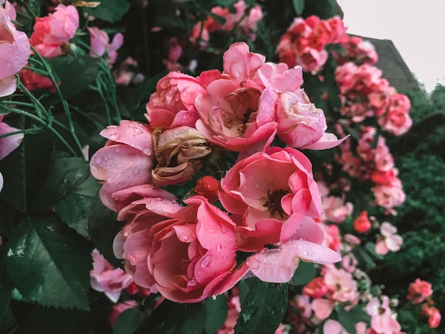 Kwitnące różowe róże ogrodowe w tle