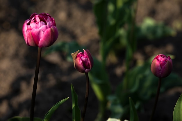 Kwitnące różowe tulipany na rozmytym tle