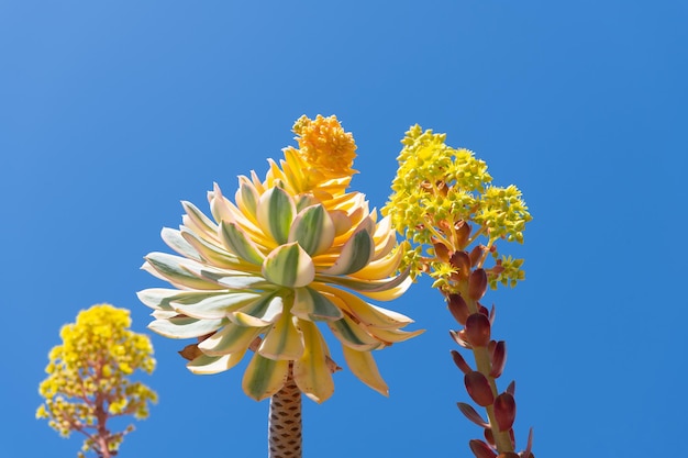 Kwitnące soczyste liście pustynne rośliny na błękitnym niebie, kwitną kaktusy.
