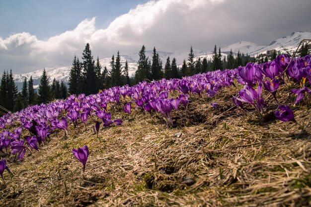 Kwitnące szafranowe pole krokusów na zdjęciu krajobrazowym Karpat