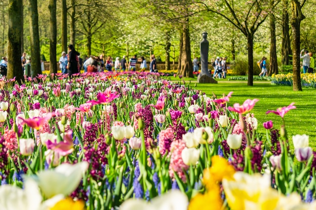 Kwitnące Tulipany Kwietniki W Ogrodzie Kwiatowym Keukenhof