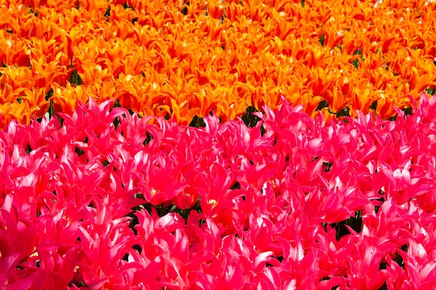 Kwitnące tulipany kwitną jako tło roślin kwiatowych
