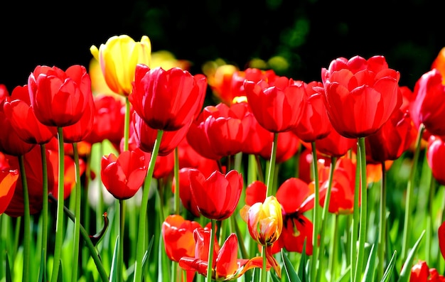 Kwitnące tulipany w kolorze czerwonym i żółtym w parku miejskim