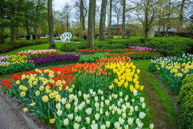 Kwitnące tulipany w parku Keukenhof Lisse Holland Holandia