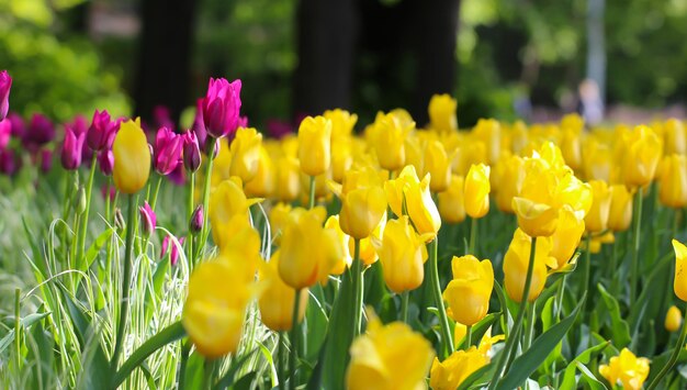 kwitnące tulipany wiosna tło duży format żółte tulipany na trawniku w okresie wiosennym