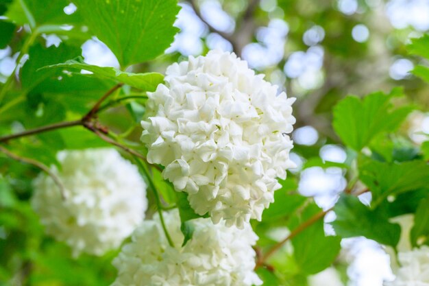 Kwitnące wiosenne kwiaty Duże piękne białe kule kwitnącej Kalina opulus Roseum Boule de Neige Biała Guelder Rose lub Viburnum opulus Sterilis Śnieżka Krzew Śnieżka Śnieżka jest krzewem