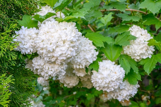 Kwitnące wiosenne kwiaty Duże piękne białe kule kwitnącej kaliny opulus Roseum Boule de Neige Biała kalina kalina lub Viburnum opulus Sterilis Śnieżka Krzew Śnieżka europejska
