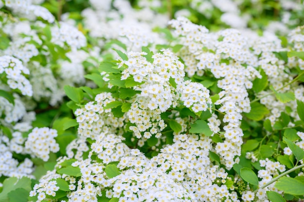 Kwitnące wiosenne kwiaty. Lobularia maritima kwiaty Alyssum maritimum, Sweet Alyssum, Sweet Alison to gatunek niskopiennej rośliny kwitnącej.