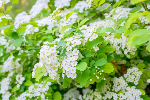 Kwitnące wiosenne kwiaty Lobularia maritima kwiaty Alyssum maritimum Sweet Alyssum Sweet Alison to gatunek niskorosnącej rośliny kwitnącej