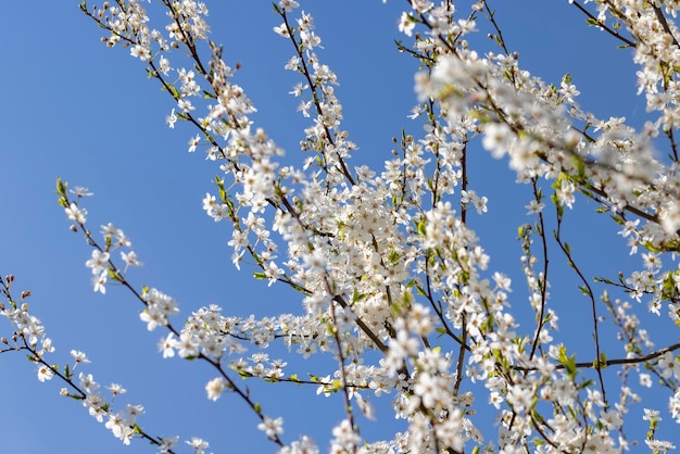 Kwitnące wiosną drzewa owocowe w ogrodzie