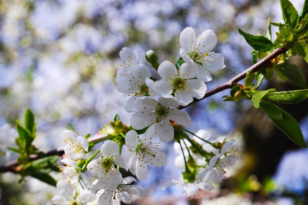 Kwitnące wiśnie Delikatne białe kwiaty wiśni z bliska Niewyraźne tło kwiatów i niebieskiego nieba
