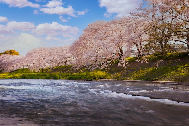 Kwitnące Wiśnie W Pełnym Rozkwicie / Marcowy Krajobraz W Japonii. Kwitnie, Zakura Na Mt.fuji W Japonii