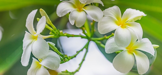 Kwitnące żółte frangipani lub plumeria, kwiaty spa z zielonymi liśćmi na drzewie w wieczornym świetle