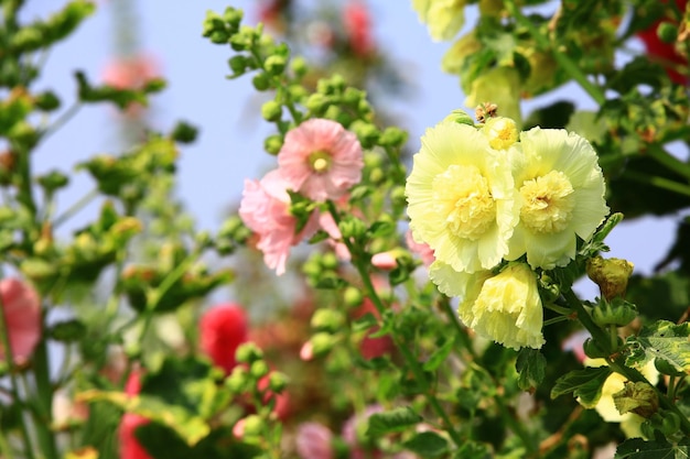 kwitnące żółte i różowe kwiaty Hollyhock Alcea rosea closeup kolorowych kwiatów Hollyhock