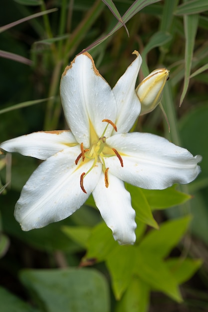 Kwitnący Biały Kwiat Lilii Lilium.