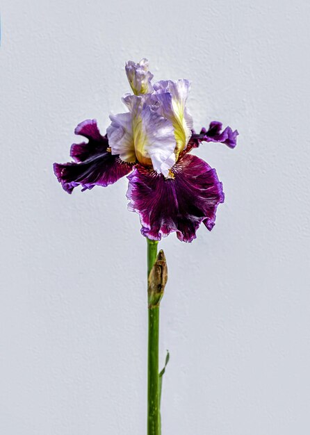 Kwitnący bicolor Iris na szarym tle