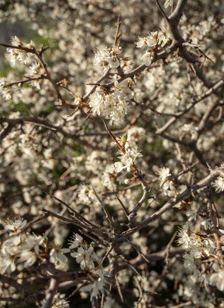 Kwitnący cierń Krzew tarninowy Prunus spinosa w ciepłym wiosennym słońcu w Grecji