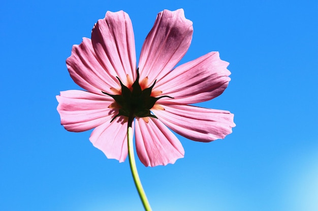 kwitnący Cosmos bipinnatus lub Garden cosmos lub meksykański kwiat aster z niebieskim tłem