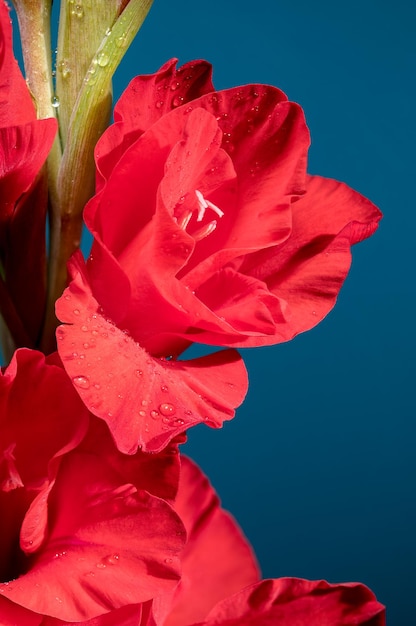 Kwitnący czerwony gladiolus Oscar na niebieskim tle