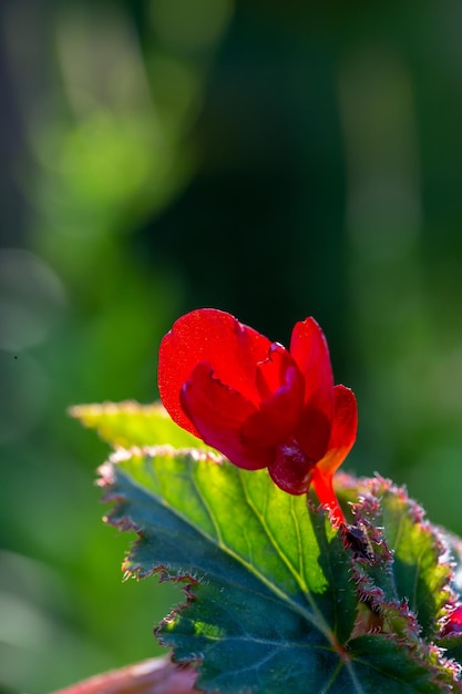 Zdjęcie kwitnący czerwony kwiat dianthus chinensis w letni dzień fotografia makro