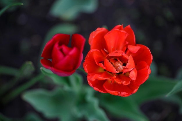 Kwitnący czerwony tulipan na zielonym tle w słoneczny dzień fotografia makro