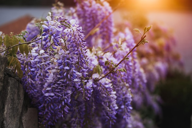 Kwitnący fiołek Wisteria Sinensis Purpurowo kwitnące drzewa we Włoszech Niebieska chińska glicynia to gatunek rośliny kwitnącej z rodziny grochu i bobowatych