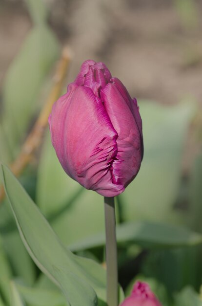 Kwitnący fioletowy tulipan z bliska Duży fioletowy kwiat tulipana